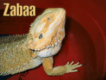 zabaa