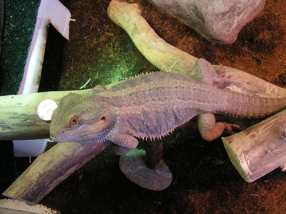 Izzy the bearded dragon