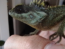 apollo the MHD