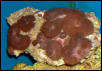 Saltwater - Austin Aquariums