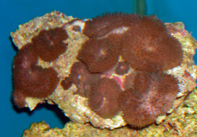 Saltwater - Austin Aquariums