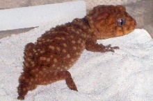 Nephrurus amyae