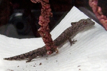 Strophurus intermedius