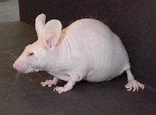 Templeton