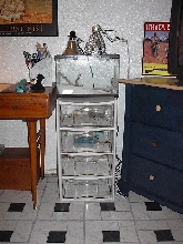 Gecko Condo