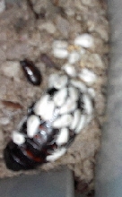 Hisser Giving Birth