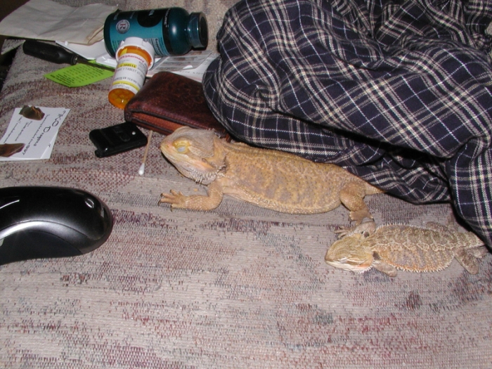 sleepy ones