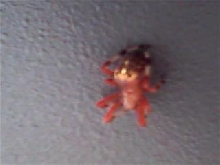 unknown spider