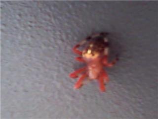 unknown spider