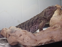 brownie chillin