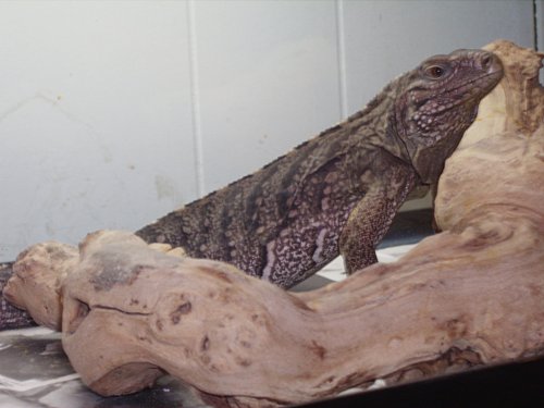 brownie chillin