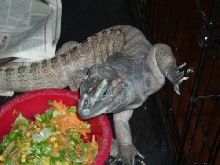 ecko eating