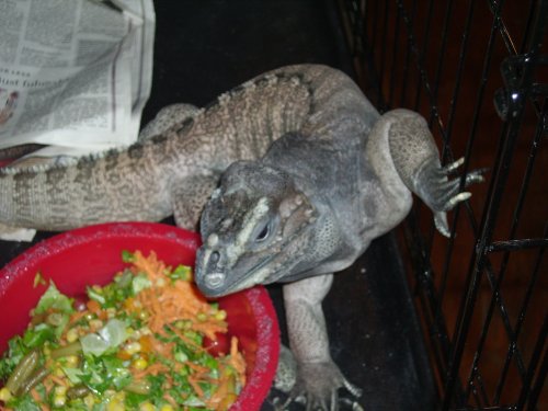 ecko eating