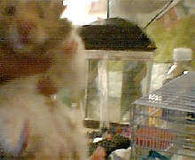 Monkey the Hamster