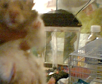 Monkey the Hamster