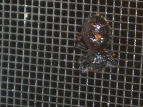 what's this?