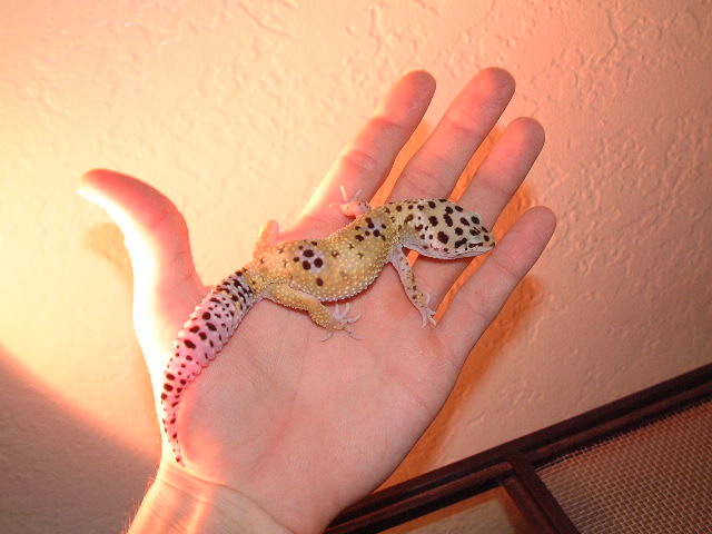 hypo gld male