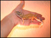 hypo tang female