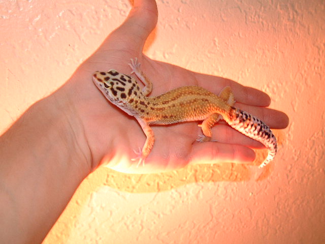 hypo tang female