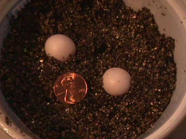 Lineatus Eggs