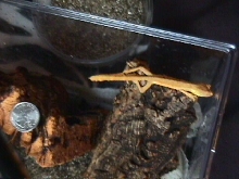 Hatchling U. lineatus