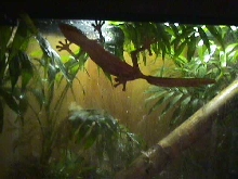Gravid Lineatus