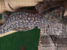 O.tryoni or O. monilis