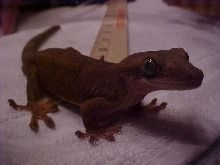 R. sarasinorum