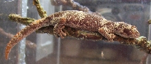 Strophurus ciliaris ciliaris juvie