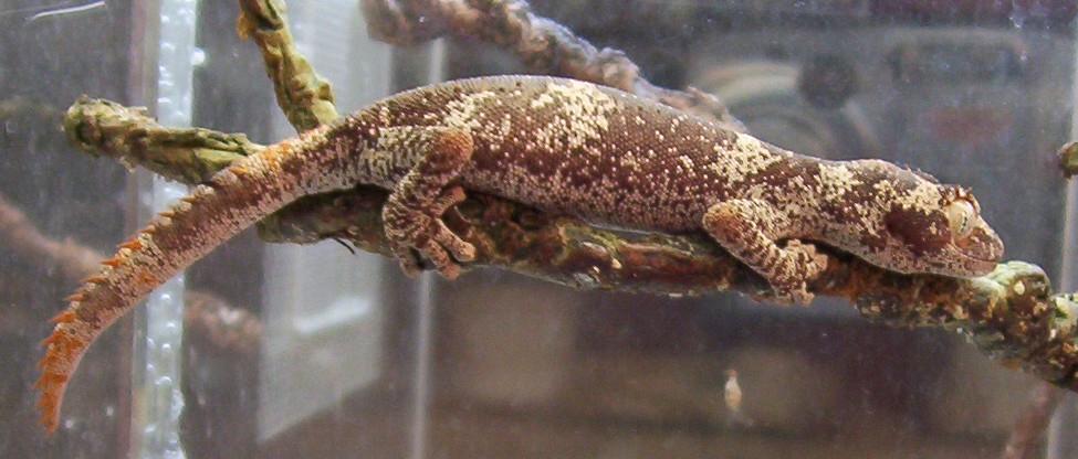 Strophurus ciliaris ciliaris juvie