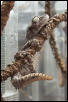Strophurus ciliaris ciliaris