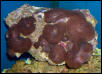 Saltwater - Austin Aquariums