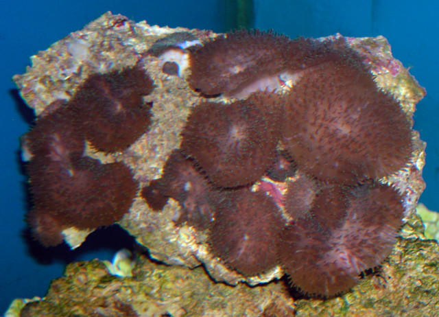 Saltwater - Austin Aquariums