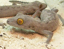 Strophurus s. spinigerus