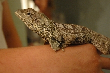 my frilled dragon
