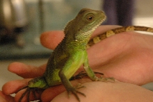 water dragon