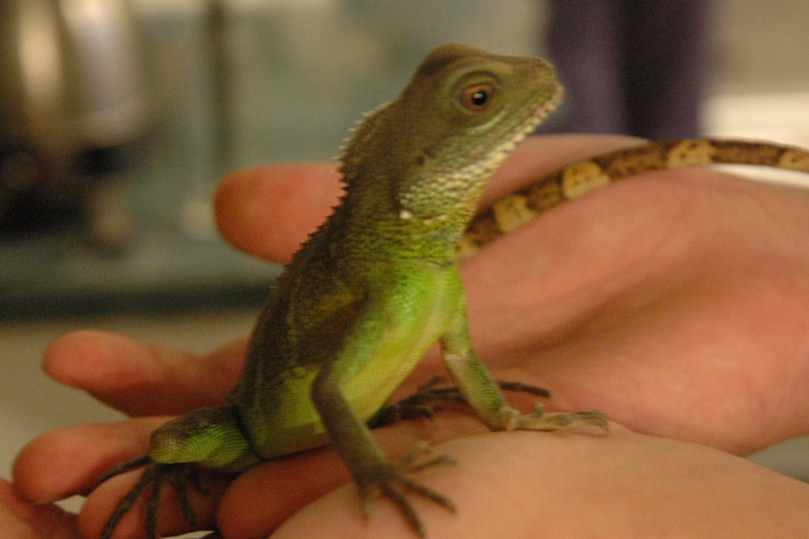 water dragon