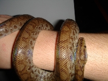 male 2