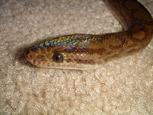 male irridescense