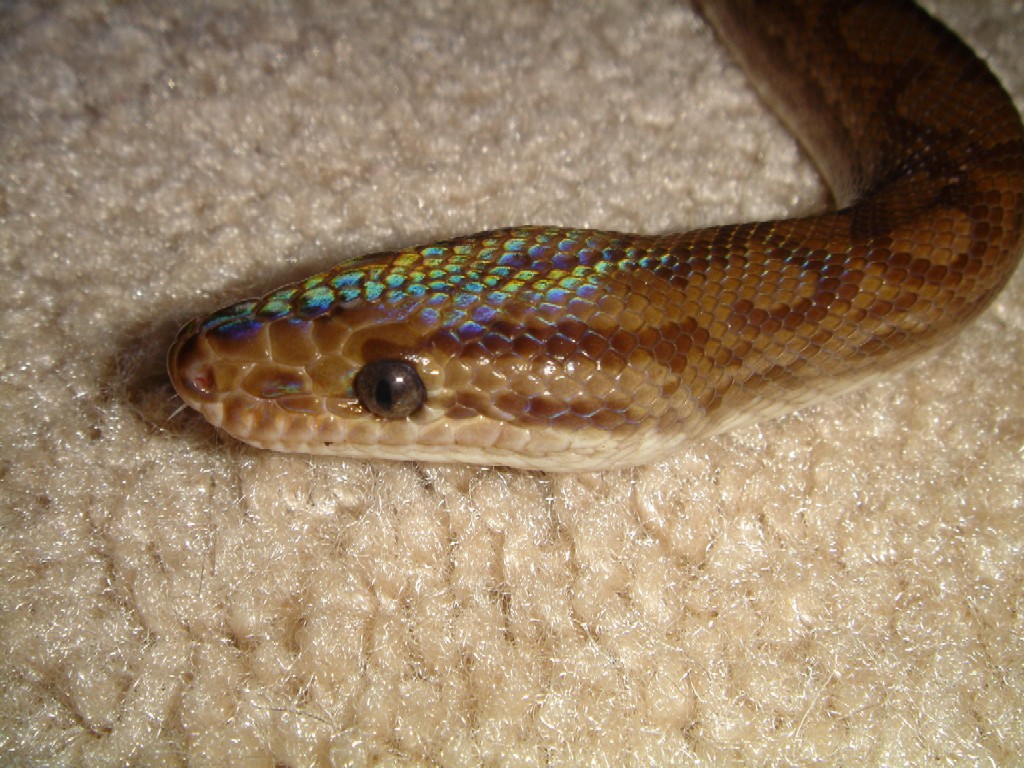 male irridescense
