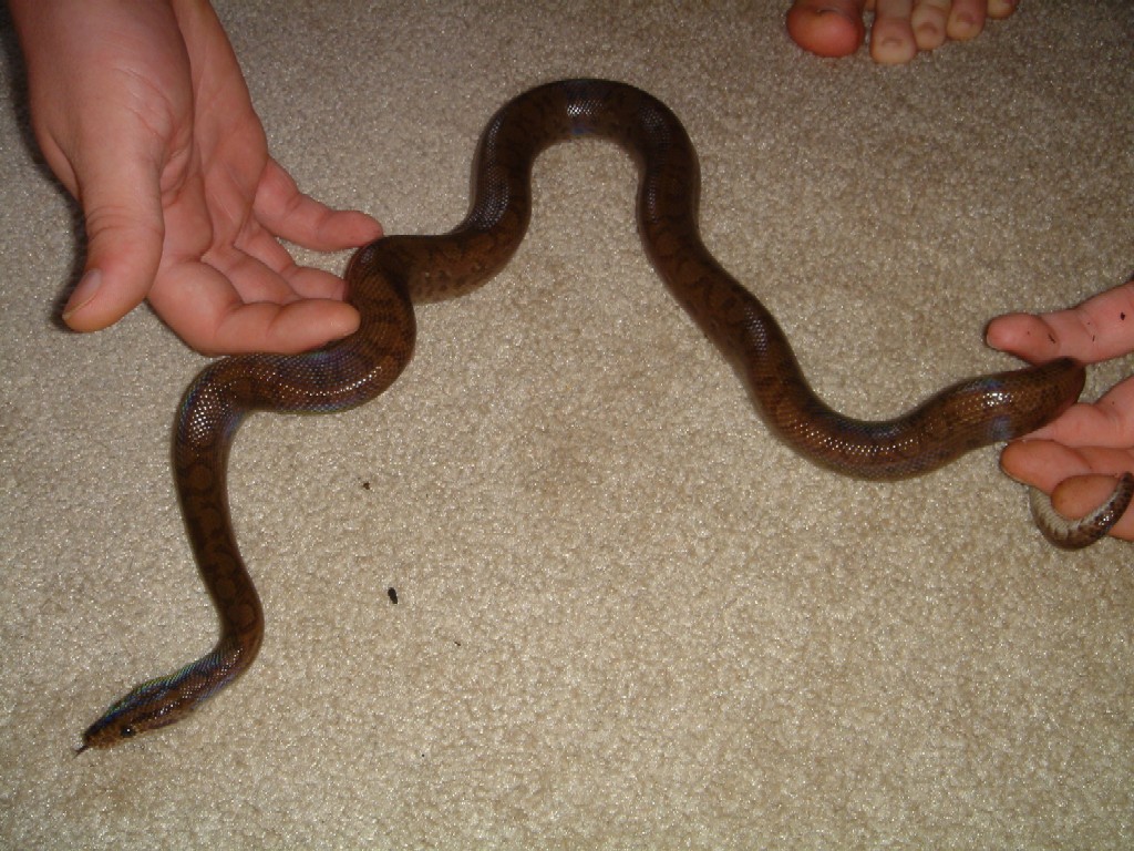 male 1
