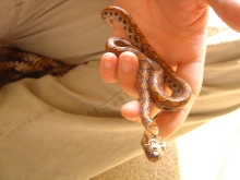 quick and crappy pic of ziggie
