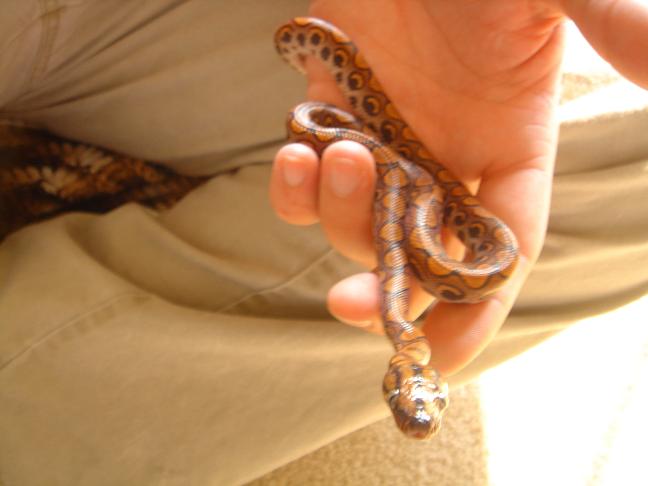 quick and crappy pic of ziggie