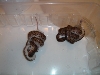 hungry snakes