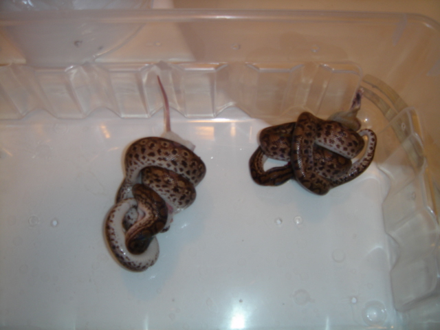 hungry snakes