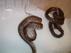 hungry snakes 2