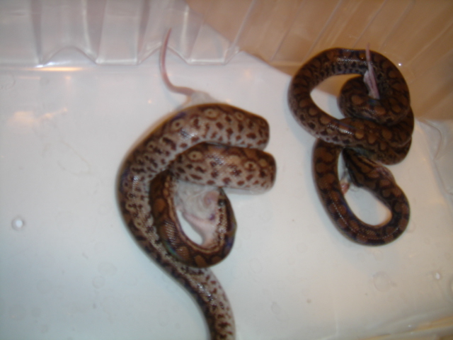 hungry snakes 2