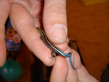alvin the slinky skink