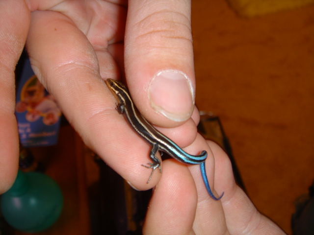 alvin the slinky skink