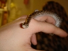 female crb